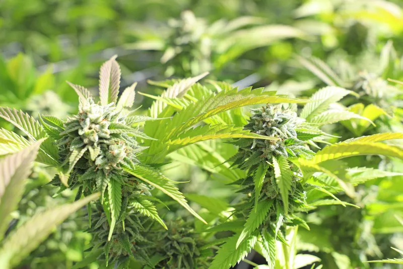 Hemp-Derived Means Less Than You Think: Decoding the CBD Industry's Most Convenient Legal Fiction
